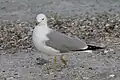 Adulter Vogel