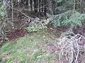 Sich schwach im Nordbereich abzeichnender Teil des Innenwalls