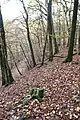 Ringwall Kautenbach Teilbereich Ostseite.