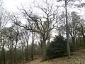 Die Schillereiche