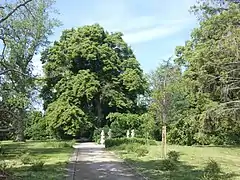 Gutspark
