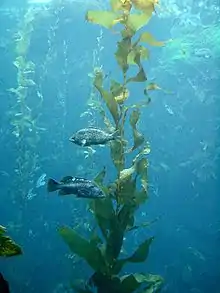 Stachelköpfe schwimmen um den Seetangwald herum.
