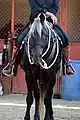 Rocky Mountain Horse