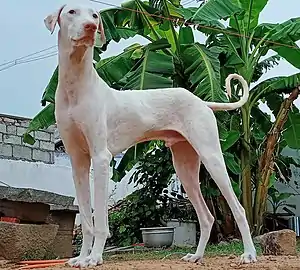 Rajapalayam (Hund)