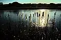 Rohrkolben im Naturschutzgebiet "Füllenbruch" in Herford