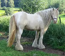 Smoky Cream, der gleichzeitig eine Tobianoscheckung zeigt.