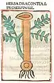....... Dracontea. ....... Druck Rom 1481