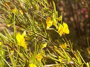 Rotbusch (Aspalathus linearis)