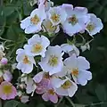 ‘Kew Rambler’, ? , 1912