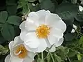 ‘Alba semiplena’, Rosa alba, sehr alt