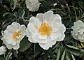 ‘À Feuilles de Chanvre’, Flobert, 1807