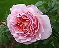 ‘Abraham Darby’, Austin, 1985