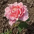 ‘Ambassador (1930)’, Hjermind & Weiss/Premier Rose Gardens, 1930