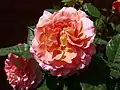 ‘Augusta Luise’, Tantau, 1999