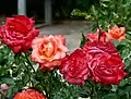 Rosa ‘Ave Maria’