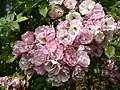 ‘Blush Rambler’, Cant, 1903