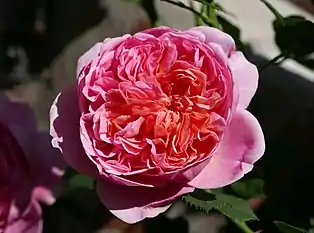 ‘Boscobel’, Austin 2012