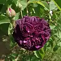 ‘Centifolia à fleurs doubles violettes’, ?