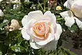 ‘Chandos Beauty’, Harkness, 2005