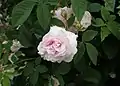 ‘Chloris’, Descemet, vor 1814