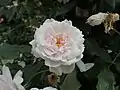 ‘Climbing Pale Pink’, unbekannt