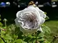 ‘Comtesse de Lacépède’, Duval, < 1840