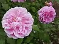 ‘Cottage Rose’, Austin, 1991