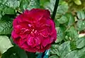 ‘Darcey Bussell’, Austin, 2005
