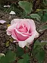 'E. Pemberton-Barnes', 1928