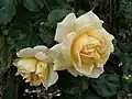 ‘Easlea’s Golden Rambler’, Walter Easlea, 1932