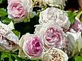 Rosa ‘Eden 85’