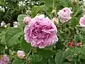 ‘Elise Rovella’, ?, 1842