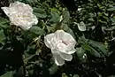 'Félicité Parmentier'