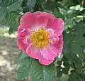 ‘Flora McIvor’, unbekannt