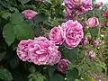 ‘Futtacker Schlingrose’, Geschwind, 1900