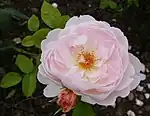 ‘Gentle Hermione’, Austin, 2005