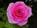 ‘Gertrude Jekyll’, Austin, 1986