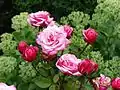 Rosa 'Gräfin Sonja'