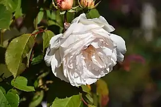 ‘Gruss an Coburg’