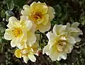 ‘Herzog Franz Rose’, Wänninger, 2001