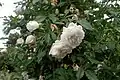 ‘Indica Major’, Chinarose, ?