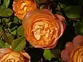 ‘Lady Emma Hamilton’, Austin, 2007