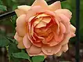 ‘Lady of Shalott’, Austin, 2009