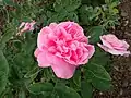 ‘Lydia Grimm’, Geduldig, 1907