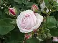 ‘Mademoiselle Blanche Lafitte’, Pradel, 1851