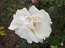 'Mme Pernet-Ducher', 1891