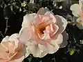 ‘Mother of Pearl’, Meilland, 2006