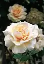 ‘Mrs. Aaron Ward’, Pernet-Ducher, 1907