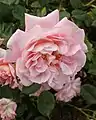 ‘Nymphenburg’, Kordes, 1954