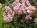 ‘Oleander Rose’, Interplant, 1983